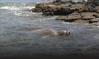 Un phoque dans les eaux mauriciennes : le public est prié de ne pas s’approcher du mammifère qui peut mordre