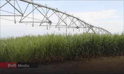 Canne à sucre : suspension complète de l'irrigation du 23 septembre au 11 octobre