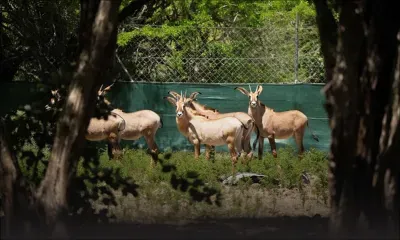 Casela Nature Parks : une cinquantaine de nouveaux animaux à découvrir dans quelques semaines