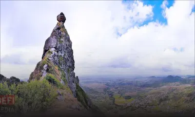 Pieter Both : 420 plants de cannabis déracinés