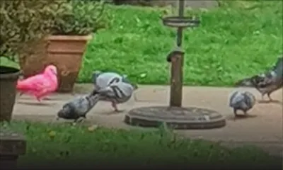 Un pigeon originaire de Maurice repéré au Lancashire