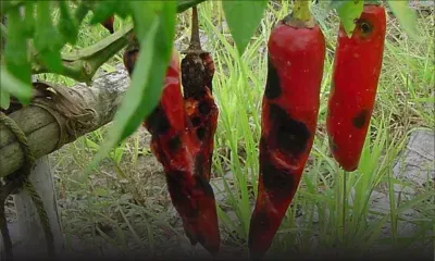 La récolte de piments menacée par l'anthracnose selon les petits planteurs