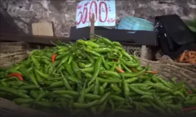 Les piments sous la menace d’une maladie 