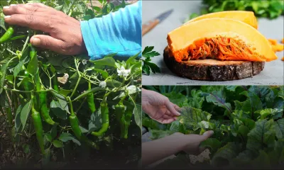 Conséquence du cyclone : ces légumes qui sont rares sur le marché 