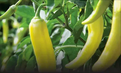 Dans l’est : vol de bananes et de piments dans des plantations