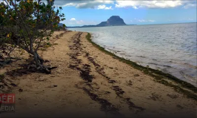 Des ossements humains découverts sur la plage de Petite-Rivière-Noire