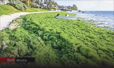 Opinion : Comment vendre des plages vertes ? 