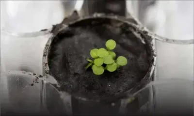 Des scientifiques ont fait pousser des plantes dans du sol lunaire