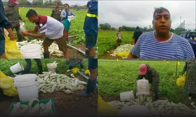 L'après-Batsirai : inquiétudes de Nevin Garsee, planteur