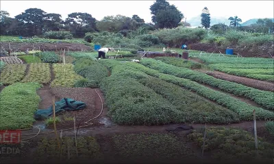 Des plantations de légumes dans l'Est ciblées par des voleurs