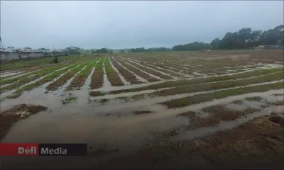 Mauvais temps : vers une hausse des prix des légumes 