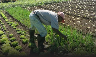 Plantation à Triolet : Il dénonce son voisin pour «usage abusif» de pesticides