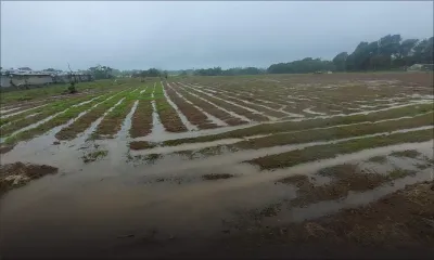 Batsirai : manque à gagner d’environ Rs 1,4 milliard pour l’économie mauricienne