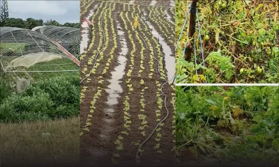 Post-Freddy : environ 80 % des légumes affectés, selon une association