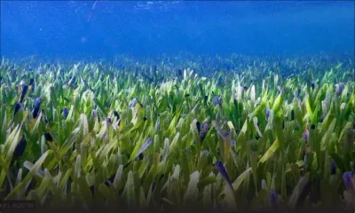 La plus grande plante au monde se trouve en Australie