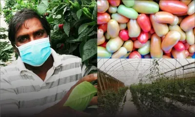 Il n'arrive pas à vendre ses légumes : la galère de Maheshwar, un planteur qui a lourdement investi  