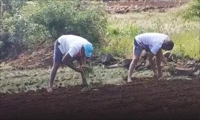 Alex Moutou, planteur : «Nou pas pé capav vend nou légumes» 