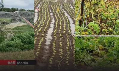 Post-Freddy : des subsides proposés aux planteurs