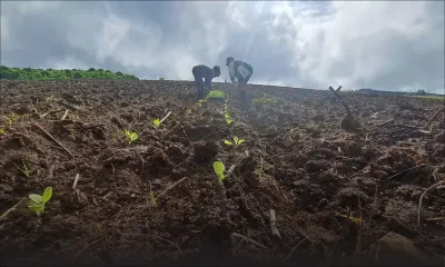Intempéries : les planteurs face à la tempête économique