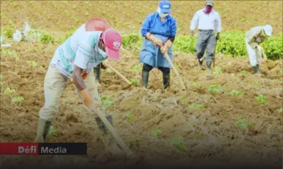 Intempéries : distribution gratuite de semences aux planteurs