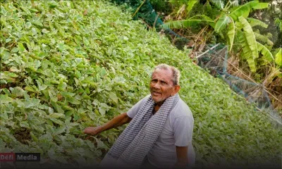 [Billet] Plan d’urgence pour les planteurs 