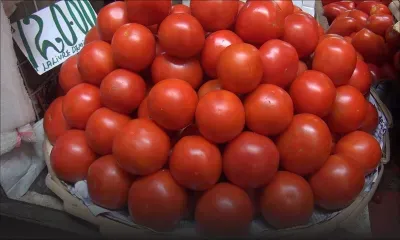 [Vidéo] A Rs 120 la livre, la pomme d’amour n’est pas de toutes les sauces !