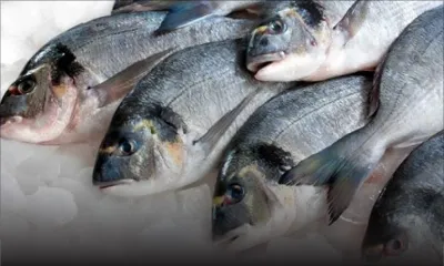 Poissons Capitaine/La Perle : autorisation d’importation de 400 tonnes