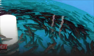 Tribunal de l’Environnement: l’AHRIM n’était pas contre l’aquaculture […] mais cela peut avoir un impact sur l’environnement, selon l’avocate de l’association