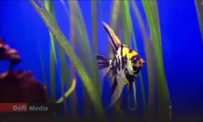 COVID-19 : l'importation de produits d’origine animale et de poissons en provenance d’Italie, d’Iran et de la Corée du Sud suspendue 