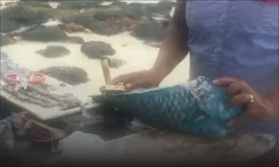 Confinement partiel : le poisson frais de retour sur la table de Lada