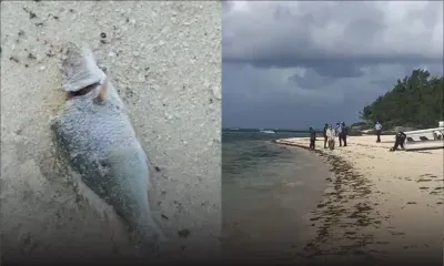 Pointe-d’Esny : des poissons morts découverts 