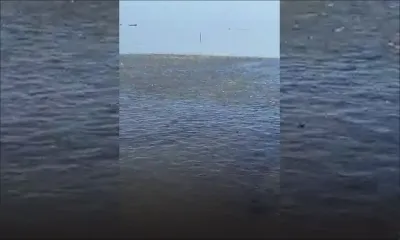 Marée noire : les poissons en danger à Anse-Jonchée