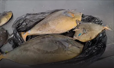 Pêche illégale : Opérations 'crackdown' à travers le pays