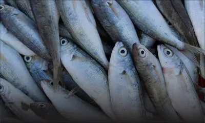 Dans l’Est : 16 kilos de poissons saisis ; deux poissonniers verbalisés