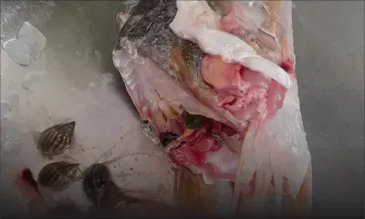 Poissons carnivores dans les lagons -Judex Rampaul : «un projet aquacole lancé en 2000 en cause»