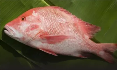 Le poisson ‘Bourgeois’ pourra être mis sur le marché local et les hôtels