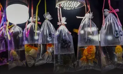 Les poissons rouges peuvent conduire sur terre, selon une étude israélienne