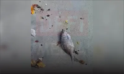 Tamarin : une dizaine de poissons retrouvés morts sur la plage