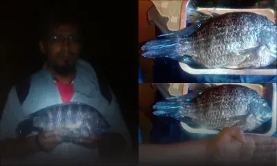 Albion : il pêche un tilapia géant de 1,5 kilo
