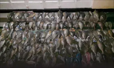 Pêche illégale : 150 kilos de poissons saisis à Bois-des-Amourettes