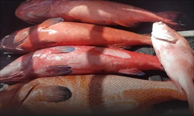 Trou-Fanfaron : 50 kilos de poissons soupçonnés d’être «toxiques» saisis