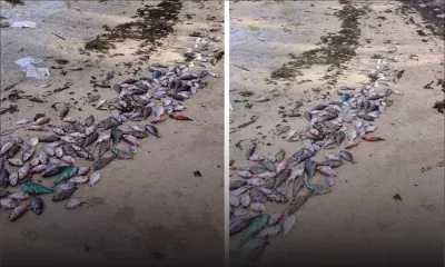 Grand-Gaube : des blessures causées par un «objet pointu» décelées sur les poissons morts