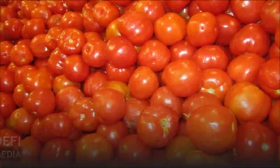 Trou-d’Eau-Douce : 500 kilos de pommes d’amour volés