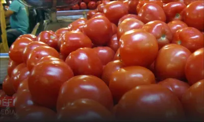Impact de la sécheresse - Pomme d’amour : vers une hausse des prix la semaine prochaine