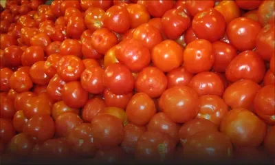 Légumes : la pomme d’amour en vente à Rs 120/Rs 140 le demi-kilo 