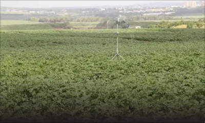 Les cultures de pomme de terre en proie à une maladie causée par l’humidité