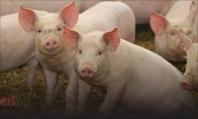 Les éleveurs de porcs dans la tourmente, selon la Mauritius Pig Marketing Cooperative Federation
