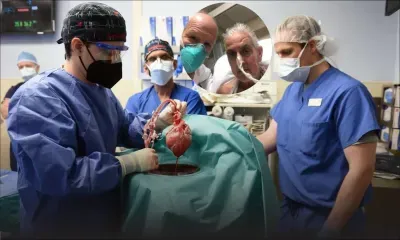Des chirurgiens américains ont greffé avec succès le coeur d'un porc sur un humain