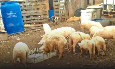 Fièvre aphteuse : après des bœufs, des porcs affectés