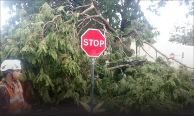 Port-Louis : chute d'un arbre, un pylône se renverse